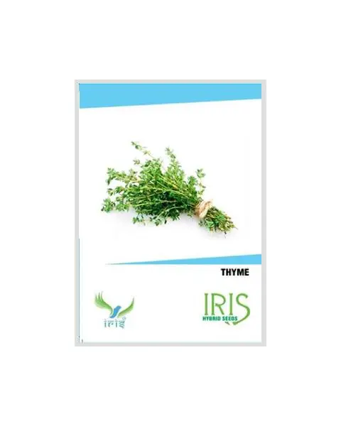 Iris Hybrid Thyme Seeds – Aromatic Herb For Kitchen & Terrace Garden 1