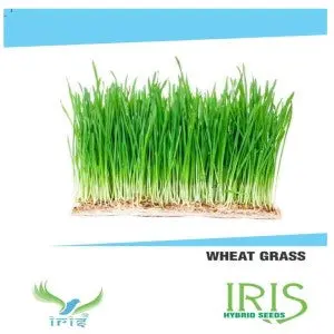 Iris Hybrid Herb Seeds Wheat Grass 1