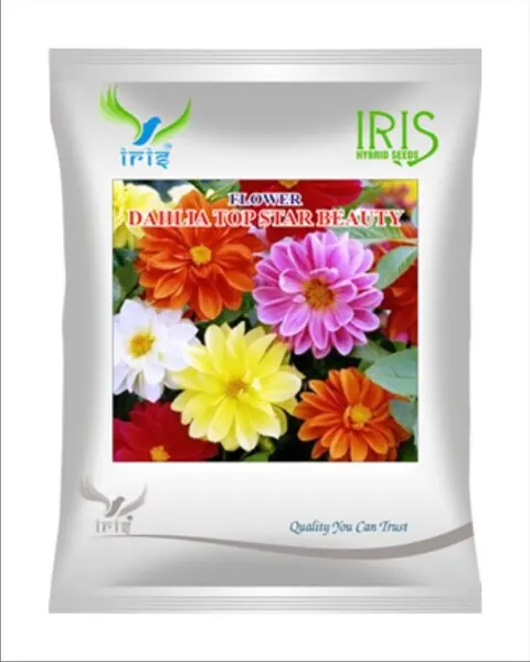 Iris Hybrid Imported Op Dahlia Top Star Mix 1
