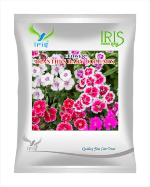 Iris Hybrid Imported Op Dianthus Baby Doll Mix 1