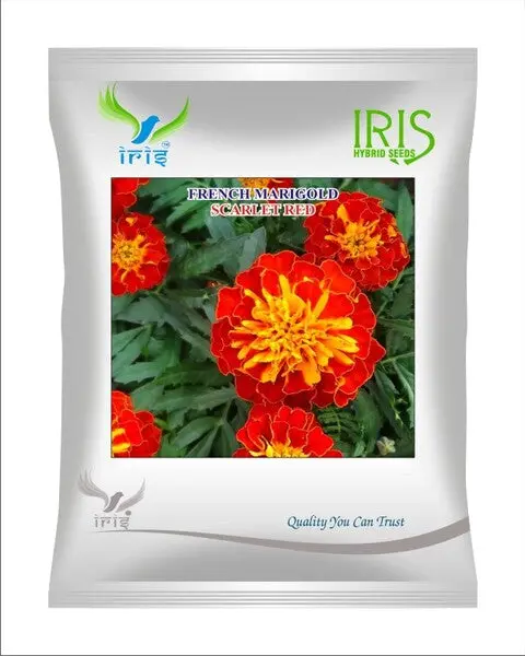 Iris Hybrid Imported Op French Marigold 1