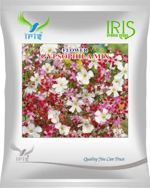 Iris Hybrid Imported Op Gypsophila Mix 1