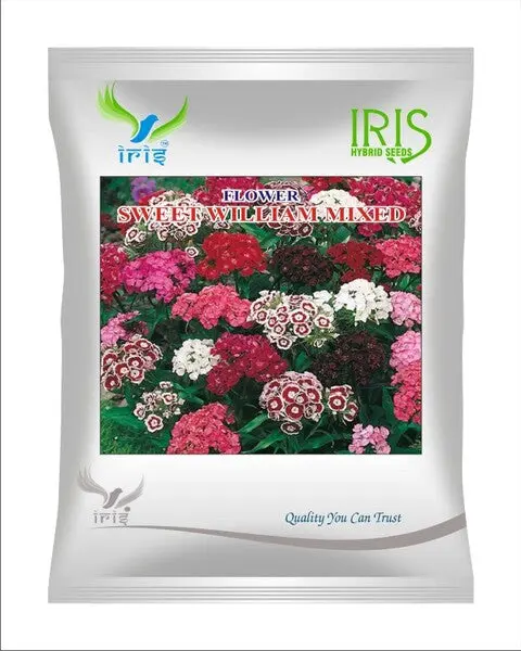 Iris Hybrid Imported Op Sweet William 1