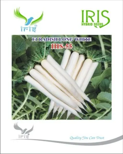 Iris Hybrid Mino Early White Ihs-55 Radish 1