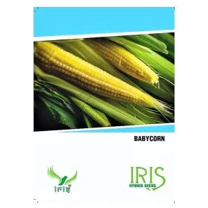 Iris Hybrid Op Baby Corn Vegetable Seeds 1