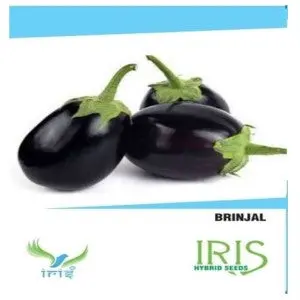 Iris Hybrid Brinjal Seeds 1
