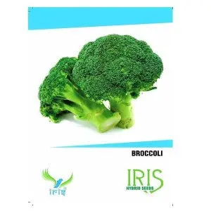 Iris Hybrid Broccoli Seeds - All Season, Balcony Friendly 1
