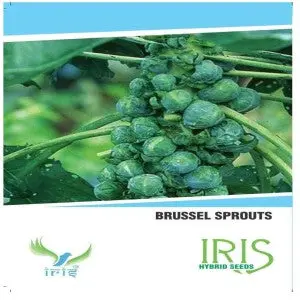 Iris Hybrid Vegetable Seeds Brussels Sprouts (35 Seeds) 1