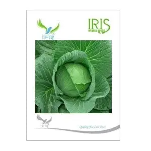 Iris Hybrid Vegetable Seeds Cabbage 1