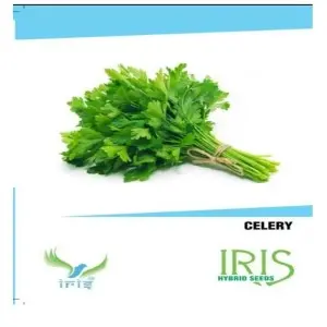 Iris Hybrid Vegetable Seeds Celery 1