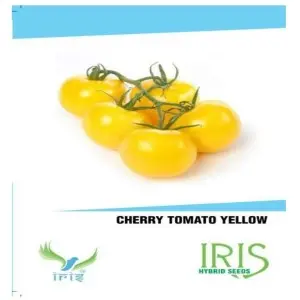 Iris Hybrid Vegetable Seeds Cherry Tomato Yellow 1