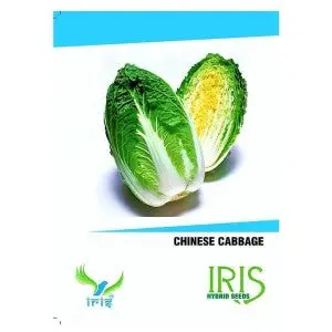 Iris Hybrid Chinese Cabbage Seeds - Winter Crop, 11-12 Weeks, Balcony 1