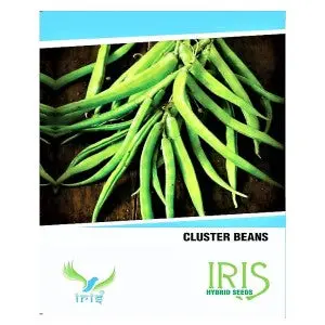 Iris Hybrid Cluster Beans Seeds - All Season, Early Maturity, Terrace/Outdoor Culitvation 1