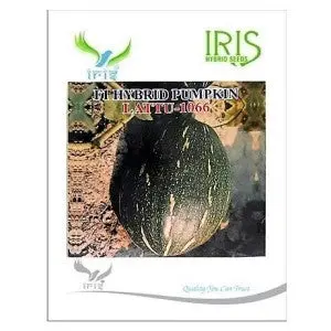 Iris Hybrid Vegetable Seeds F1 Hybrid Pumpkin Lattu-1066 (Oblong) 1