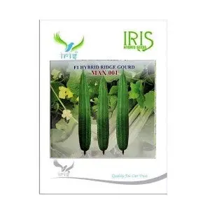 Iris Hybrid Vegetable Seeds F1 Hybrid Ridge Gourd Max001 1