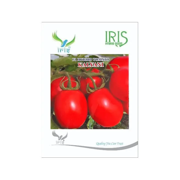 Iris Hybrid Vegetable Seeds F1 Hybrid Tomato Kalyani 1