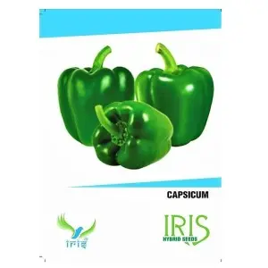 Iris Hybrid Green Capsicum Seeds - 70% Germination 1