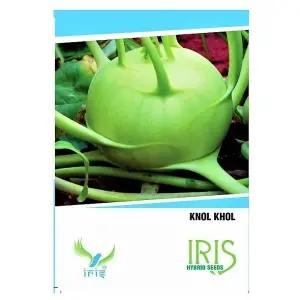 Iris Knol Khol Seeds - Winter Crop, 7-8 Weeks, Balcony Grow 1