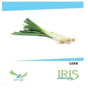 Iris Hybrid Vegetable Seeds Leek 1