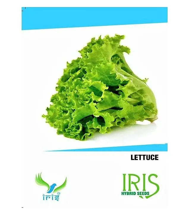 Iris Hybrid Lettuce Seeds – Ideal For Terrace & Balcony 1