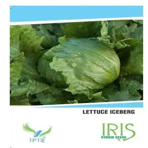 Iris Lettuce Iceberg Seeds 1