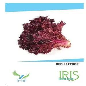 Iris Hybrid Red Lettuce Seeds - Curly, Nutty Flavor, All Seasons 1