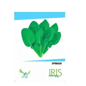 Iris Hybrid Palak Seeds - Quick Grow, All Season, Balcony Fit 1