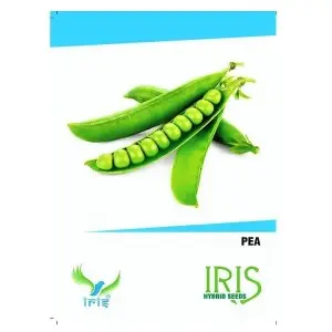 Iris Hybrid Peas Seeds - All Season, 13-14 Weeks, Balcony Grow 1