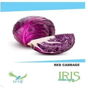 Iris Hybrid Red Cabbage Seeds - Peppery Taste, Vibrant, All Season Crop 1
