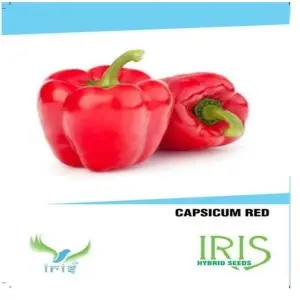 Iris Capsicum Red Seeds – Premium Quality Hybrid Bell Pepper For All Seasons 1