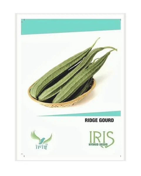 Iris Hybrid Ridge Gourd Seeds – High Germination & Suitable For Balcony & Terrace 1