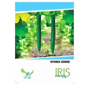 Iris Hybrid Vegetable Seeds Sponge Gourd 1