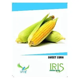 Iris Hybrid Sweet Corn Seeds – High Yield, All Season Suitable 1