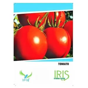 Iris Hybrid Tomato Seeds - All Seasons, Balcony Ready, 70% Germination 1