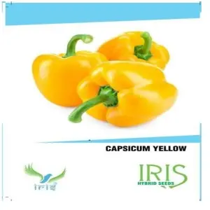Iris Hybrid Yellow Capsicum Seeds – Ideal For Terrace & Outdoor Gardening 1
