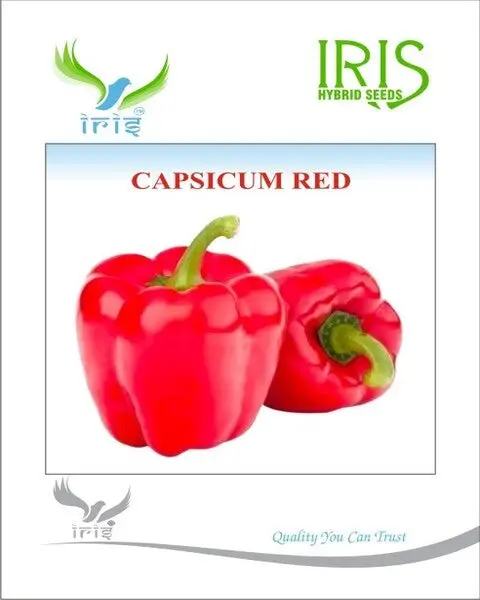 Iris Imported Capsicum Red 1