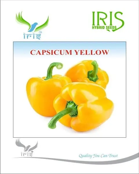 Iris Imported Capsicum Yellow 1