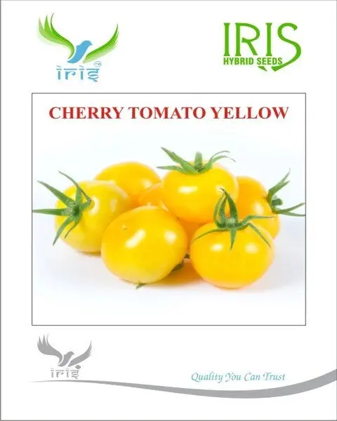 Iris Imported Cherry Tomato Yellow 1