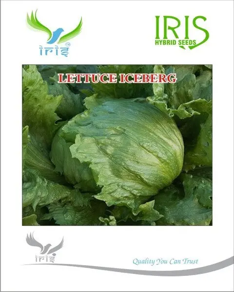 Iris Imported Lettuce Iceberg 1