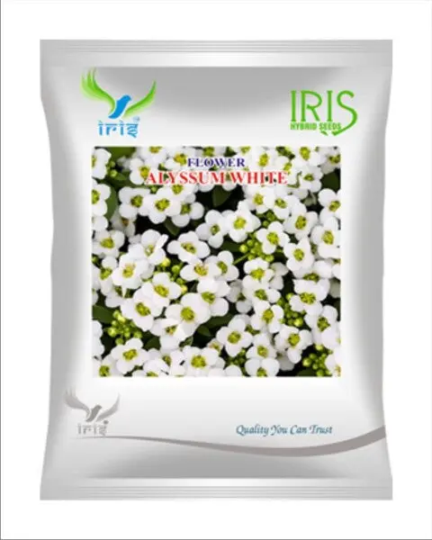 Iris Imported Op Alyssum White 1
