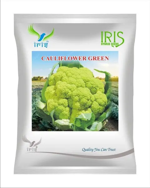 Iris Imported Op Cauliflower Green 1