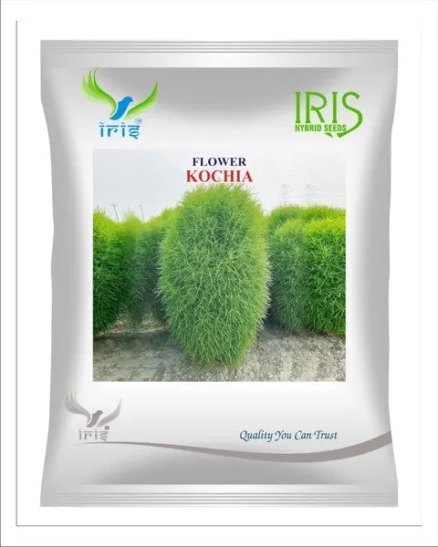 Iris Imported Op Kochia 1