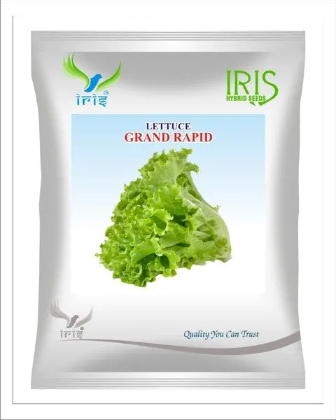 Iris Imported Op Lettuce Grand Rapid 1