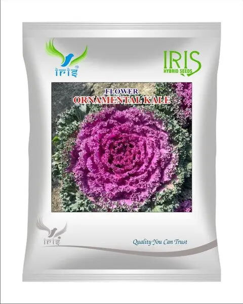 Iris Imported Op Ornamental Kale 1