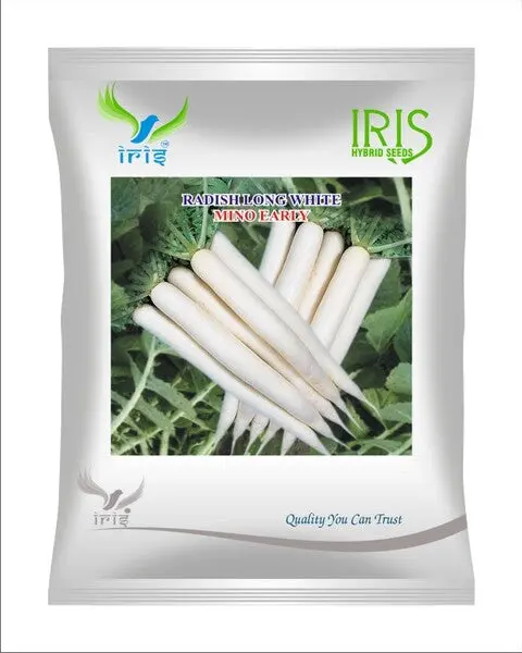 Iris Imported Op Radish Long White Mino Early 1