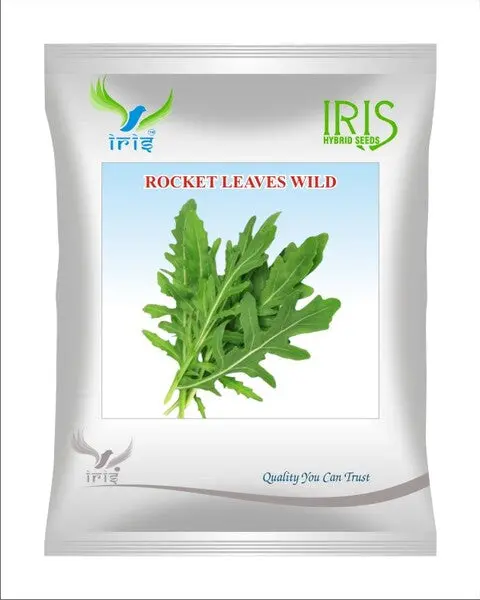 Iris Imported Op Rocket Leaves Wild 1
