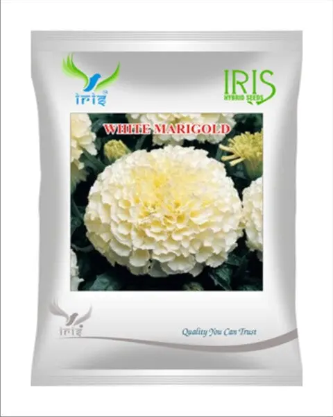 Iris Imported Op White Marigold 1