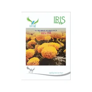 Iris Hybrid Flower Seeds F1 Hybrid Marigold Yellow Ihs-108 1