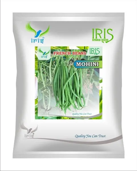 Iris Op French Beans Mohini 1