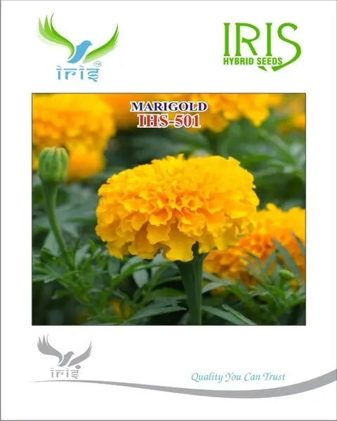 Iris Op Marigold Orange Ihs-501 – Ball Shaped, Orange Marigold 1